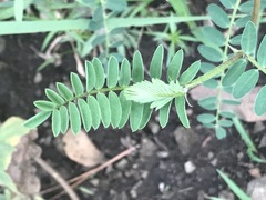 Astragalus strigulosus