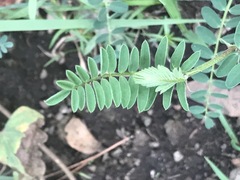 Astragalus strigulosus