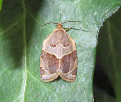 Clepsis dumicolana