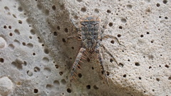 Allocaeculus catalanus