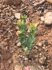 Astragalus asclepiadoides
