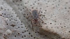 Allocaeculus catalanus