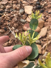 Astragalus asclepiadoides