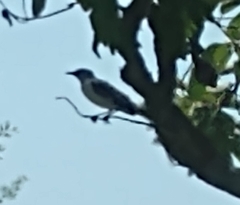 Mimus polyglottos