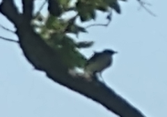 Mimus polyglottos