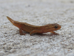 Lissotriton vulgaris