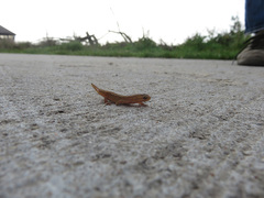 Lissotriton vulgaris