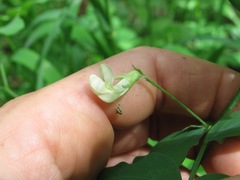 Lathyrus holochlorus