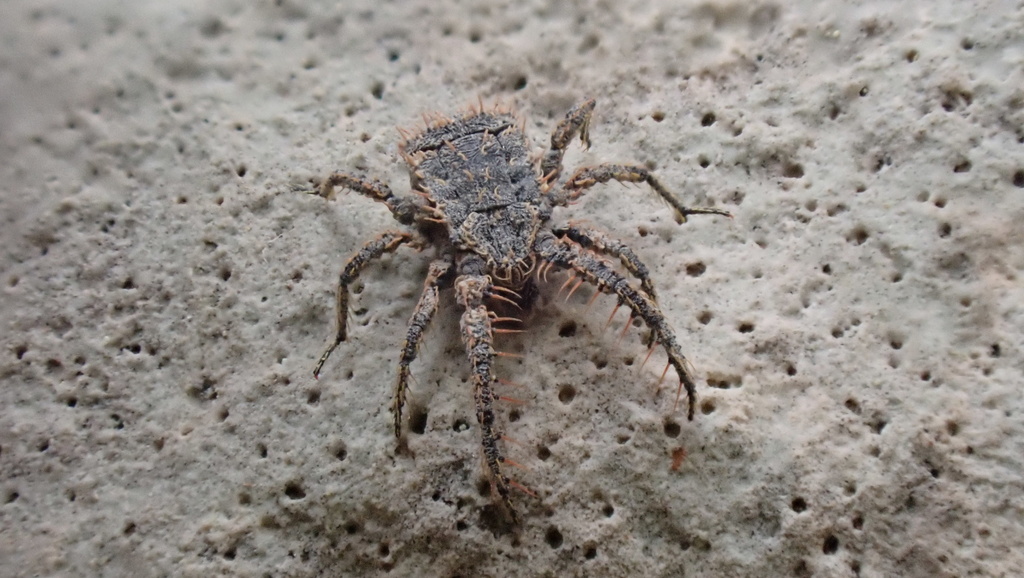 Allocaeculus catalanus