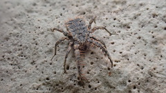 Allocaeculus catalanus