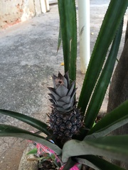 Ananas comosus comosus