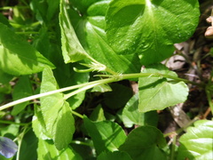 Viola reichenbachiana