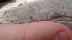 Allocaeculus catalanus