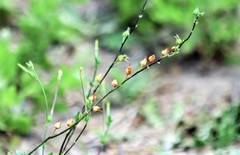 Nicotiana repanda