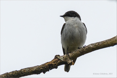 Ficedula semitorquata