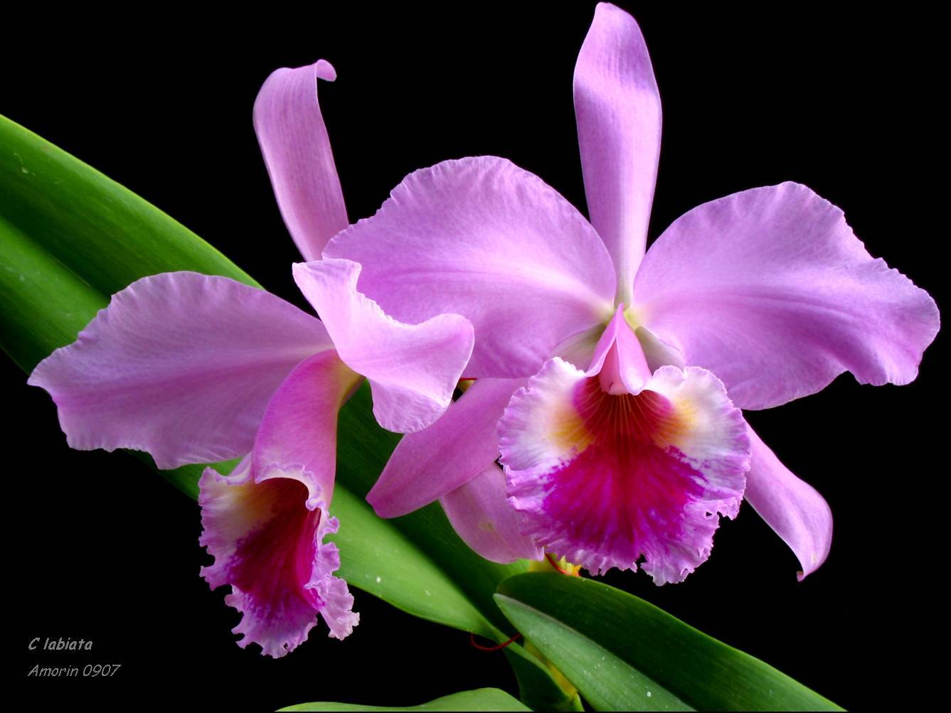 Cattleya labiata