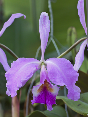 Cattleya Orchid