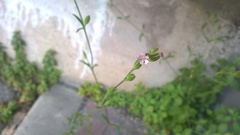 Silene neglecta