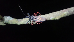 Erbessus rufiventris