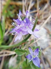 Veronica orsiniana