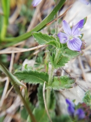 Veronica orsiniana