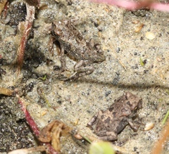 Sclerophrys pardalis