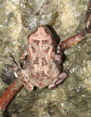 Sclerophrys pardalis