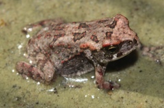 Sclerophrys pardalis