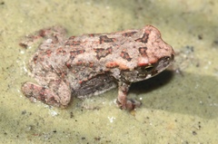 Sclerophrys pardalis