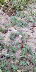 Erodium cicutarium dunense