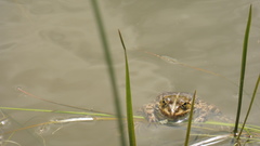 Pelophylax