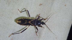 Rasahus sulcicollis