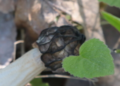 Morchella semilibera