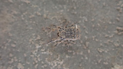 Caeculidae
