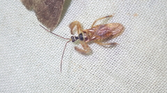 Agriocoris flavipes