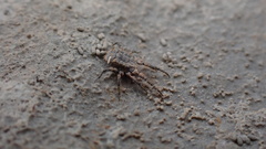 Caeculidae