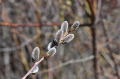 Salix irrorata
