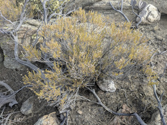 Ericameria linearifolia