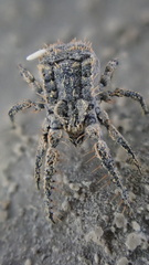 Caeculidae