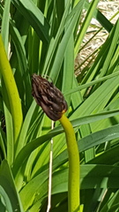 Asphodelus macrocarpus macrocarpus