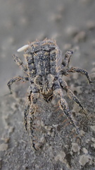 Caeculidae