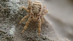 Microcaeculus