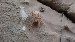 Microcaeculus