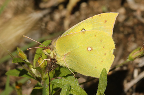 Photo of Southern Dogface (Zerene cesonia)