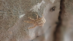 Microcaeculus