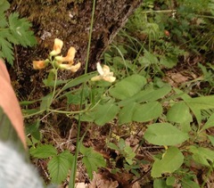 Lathyrus holochlorus