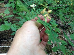 Lathyrus holochlorus