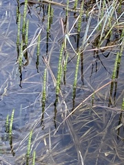 Equisetum palustre