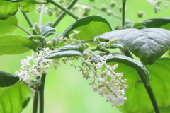 Frangula californica ursina