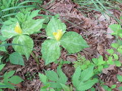 Trillium luteum